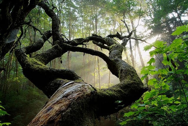 Kaya Kinondo Sacred Forest