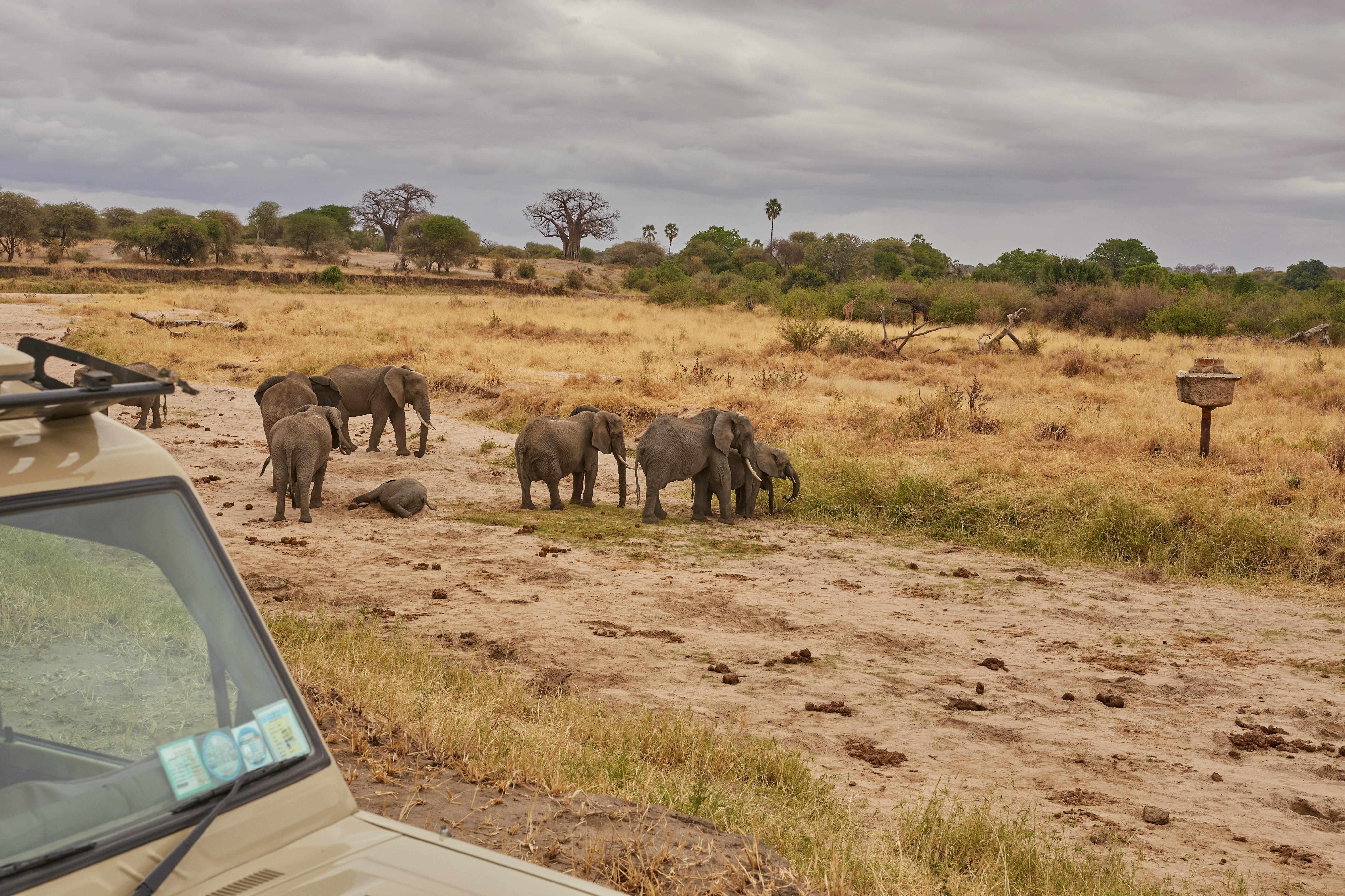 Tsavo East 1 Day