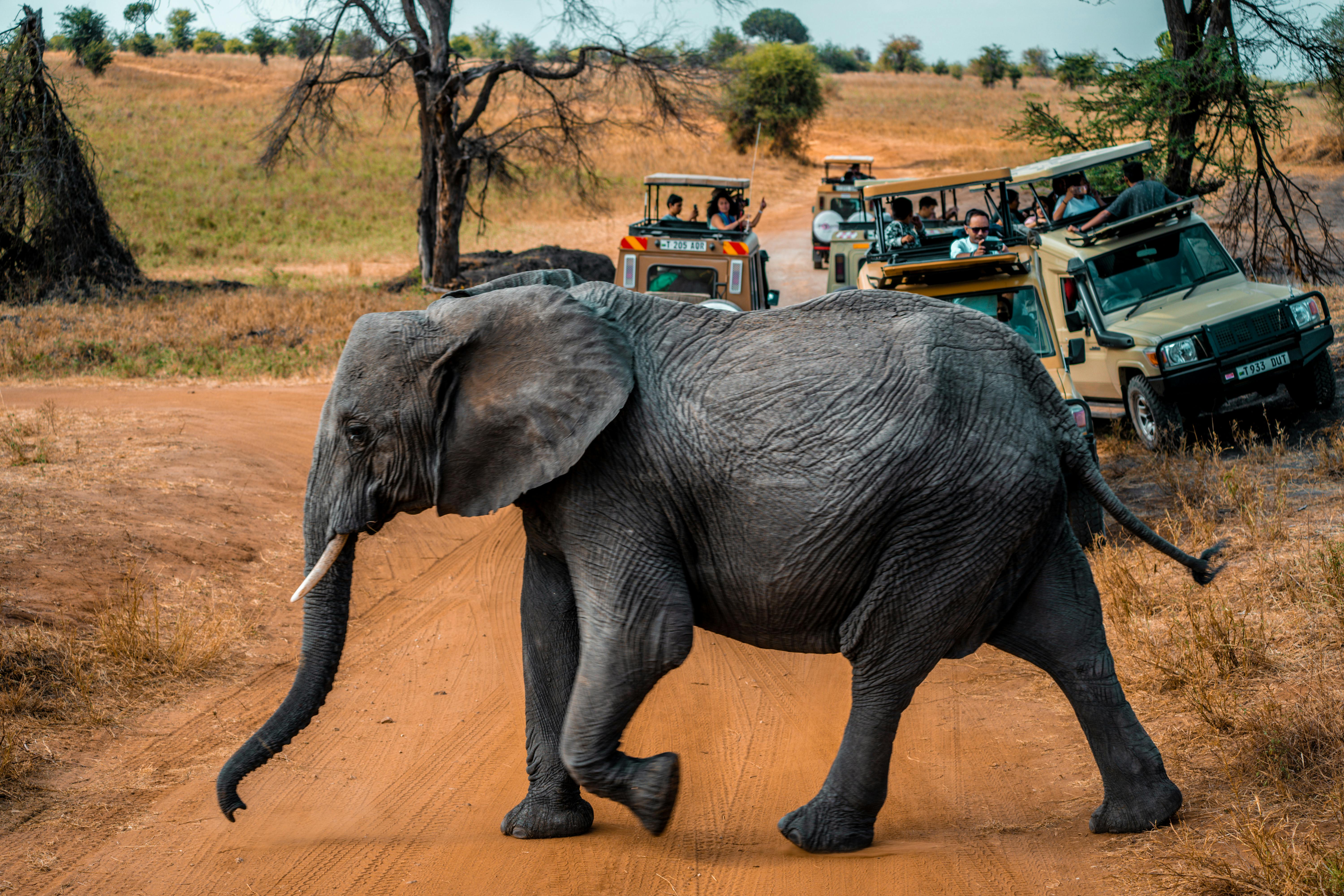 Tsavo East 2 Days