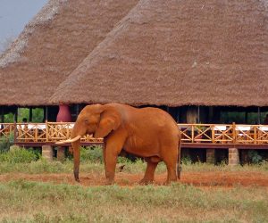 Ngutuni Lodge